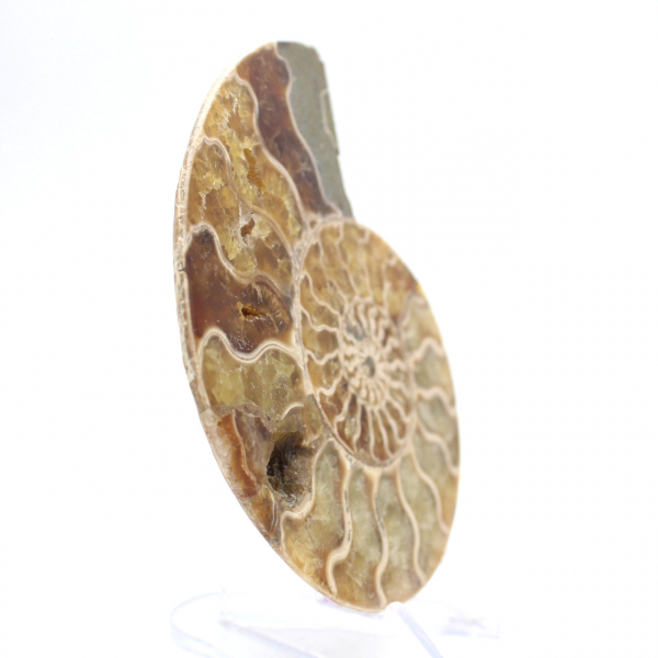 Amonita fóssil de Mahajanga: Equilíbrio Mineral