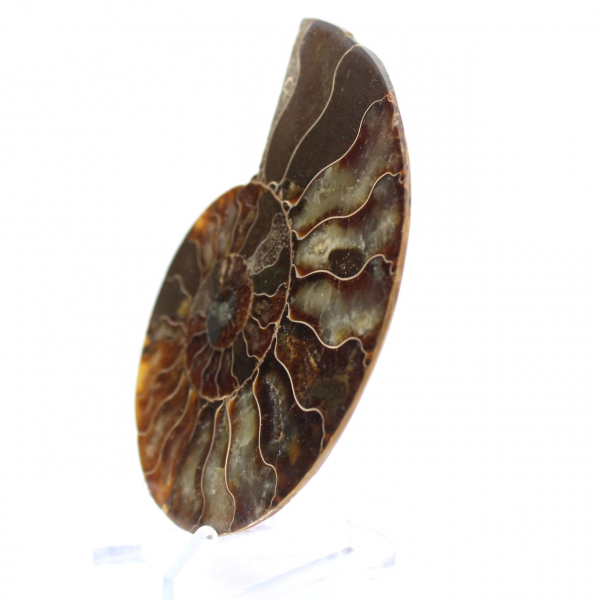 Amonita de Madagascar: Ritmo e Sedimentação