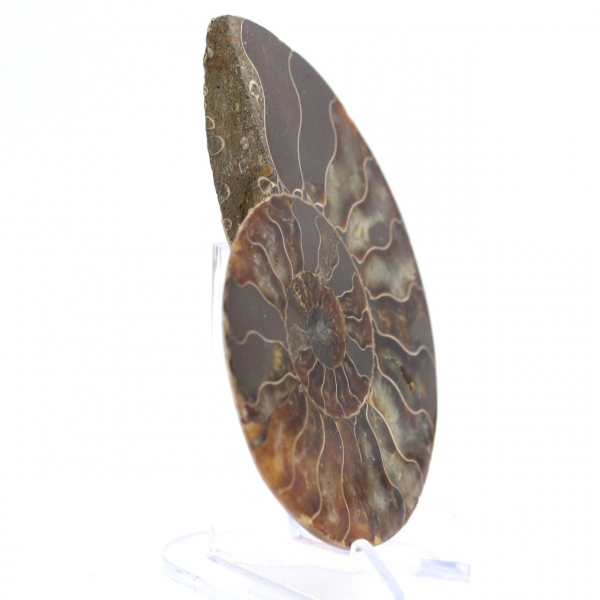 Amonita de Madagascar: Ritmo e Sedimentação