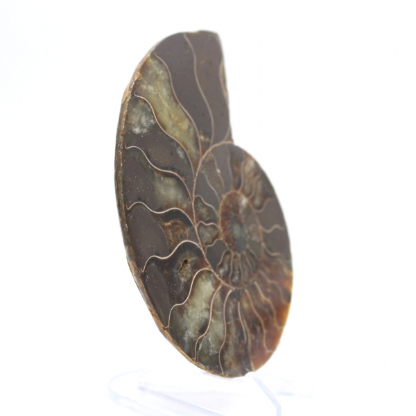 Fóssil de amonita polido: densidade e detalhes