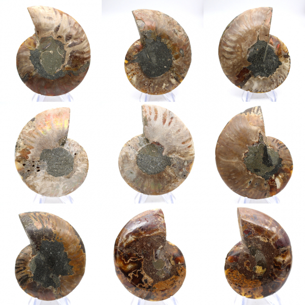 Amonita polida: Geometria marinha de Madagascar
