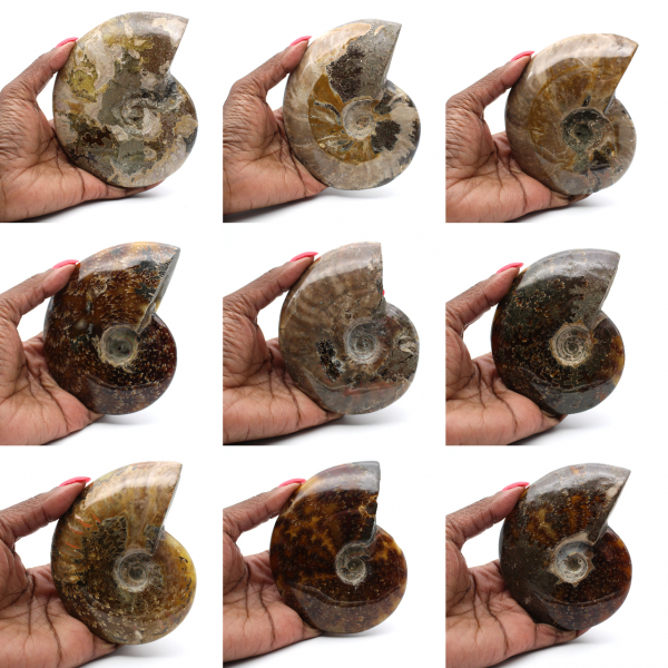Amonite fossilizada polida