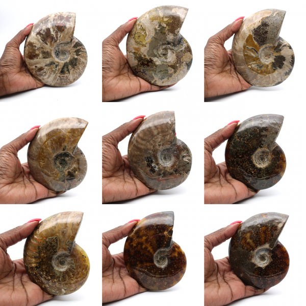 Amonite fossilizada polida