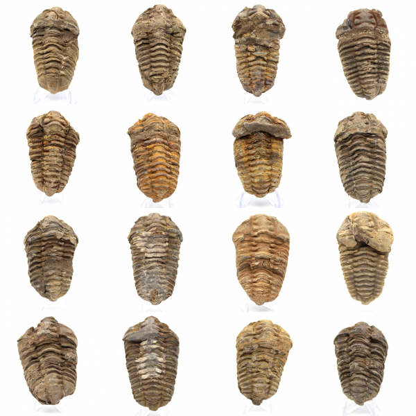 Fóssil de trilobite Marrocos
