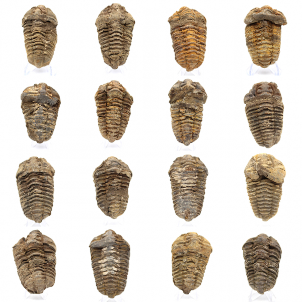 Fóssil de trilobite Marrocos