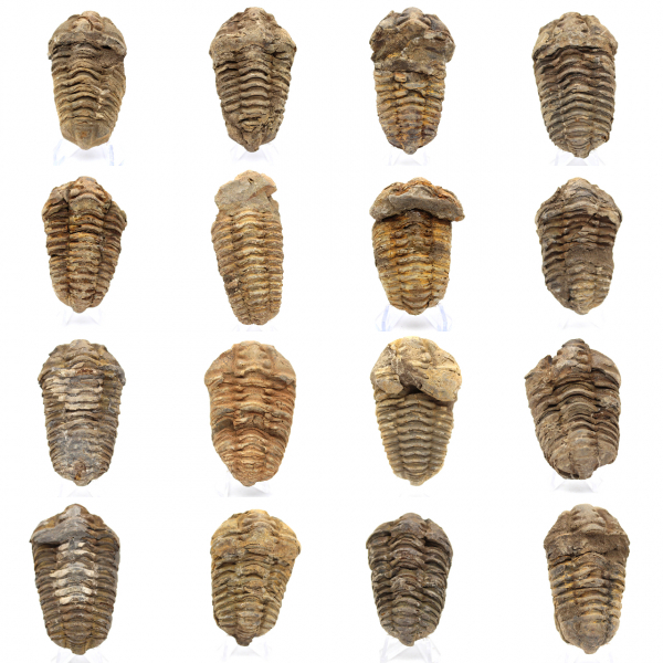 Fóssil de trilobite Marrocos