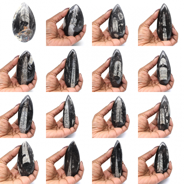 Fóssil de Orthoceras de Marrocos