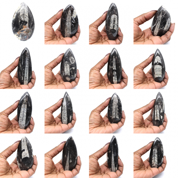 Fóssil de Orthoceras de Marrocos