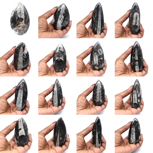 Fóssil de Orthoceras de Marrocos