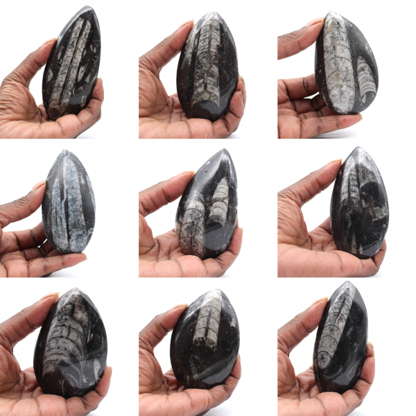 Ortoceras marroquinas