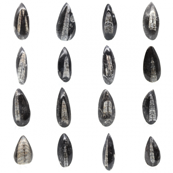 Orthoceras fósseis do Marrocos