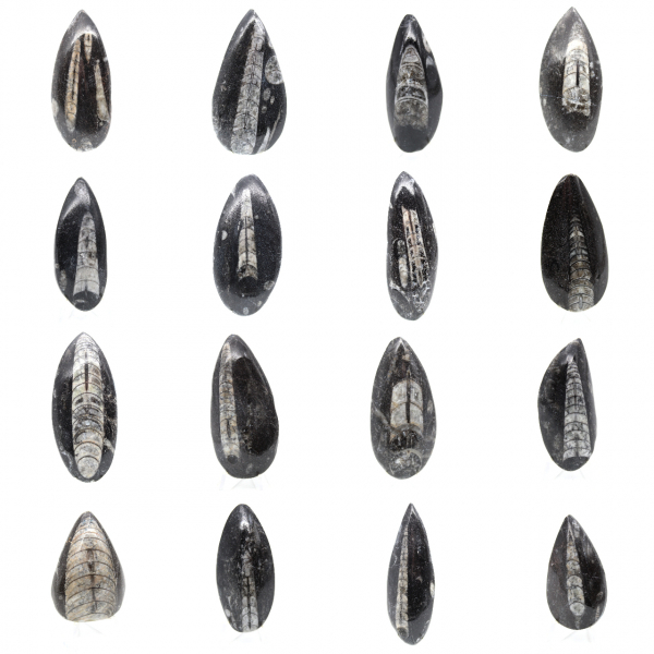 Orthoceras fósseis do Marrocos