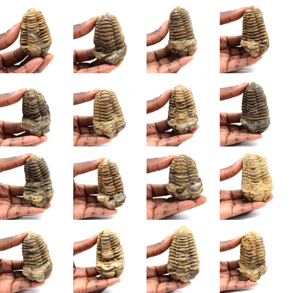 Trilobita fóssil