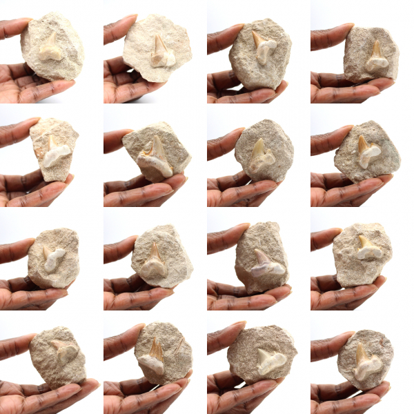 Dente fóssil de Otodus