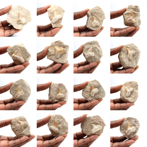 Dente fóssil de Otodus