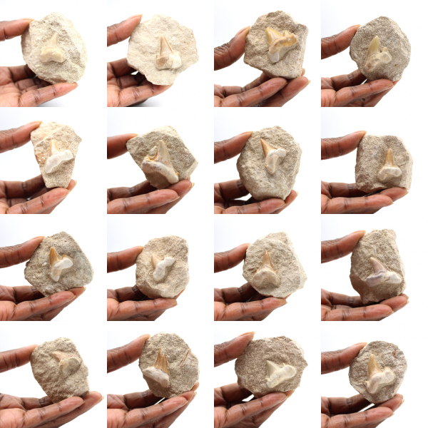 Dente fóssil de Otodus