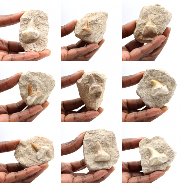 Dente fóssil de Otodus do Marrocos