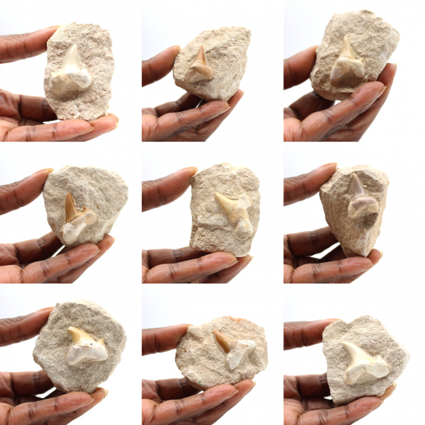 Dente fóssil de Otodus do Marrocos