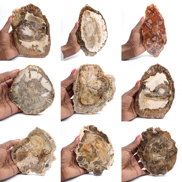 Fatia de madeira petrificada polida, pequeno ornamento fóssil, Madagascar