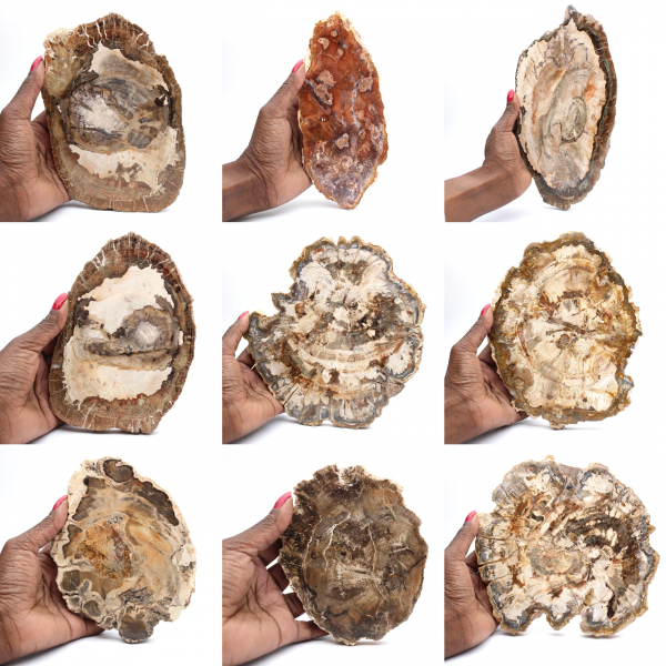 Fatia de madeira petrificada polida, pequeno ornamento fóssil, Madagascar