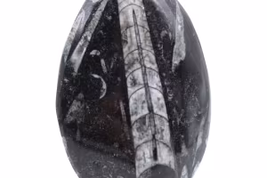 Orthocera