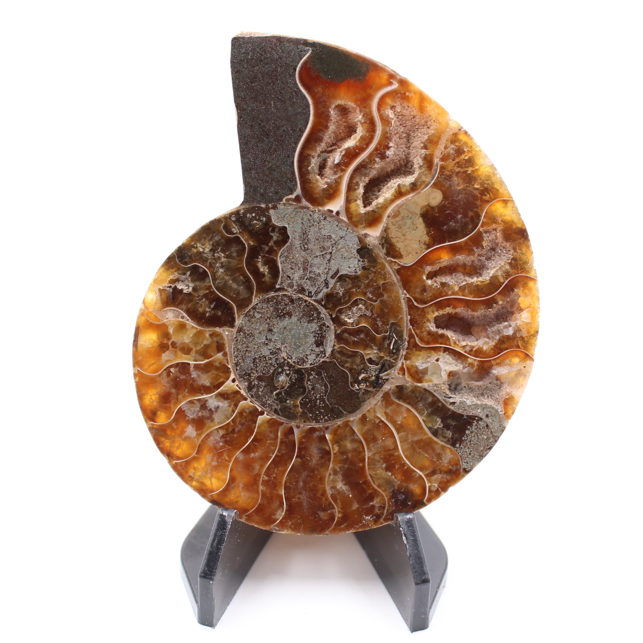 Fóssil de amonita polida