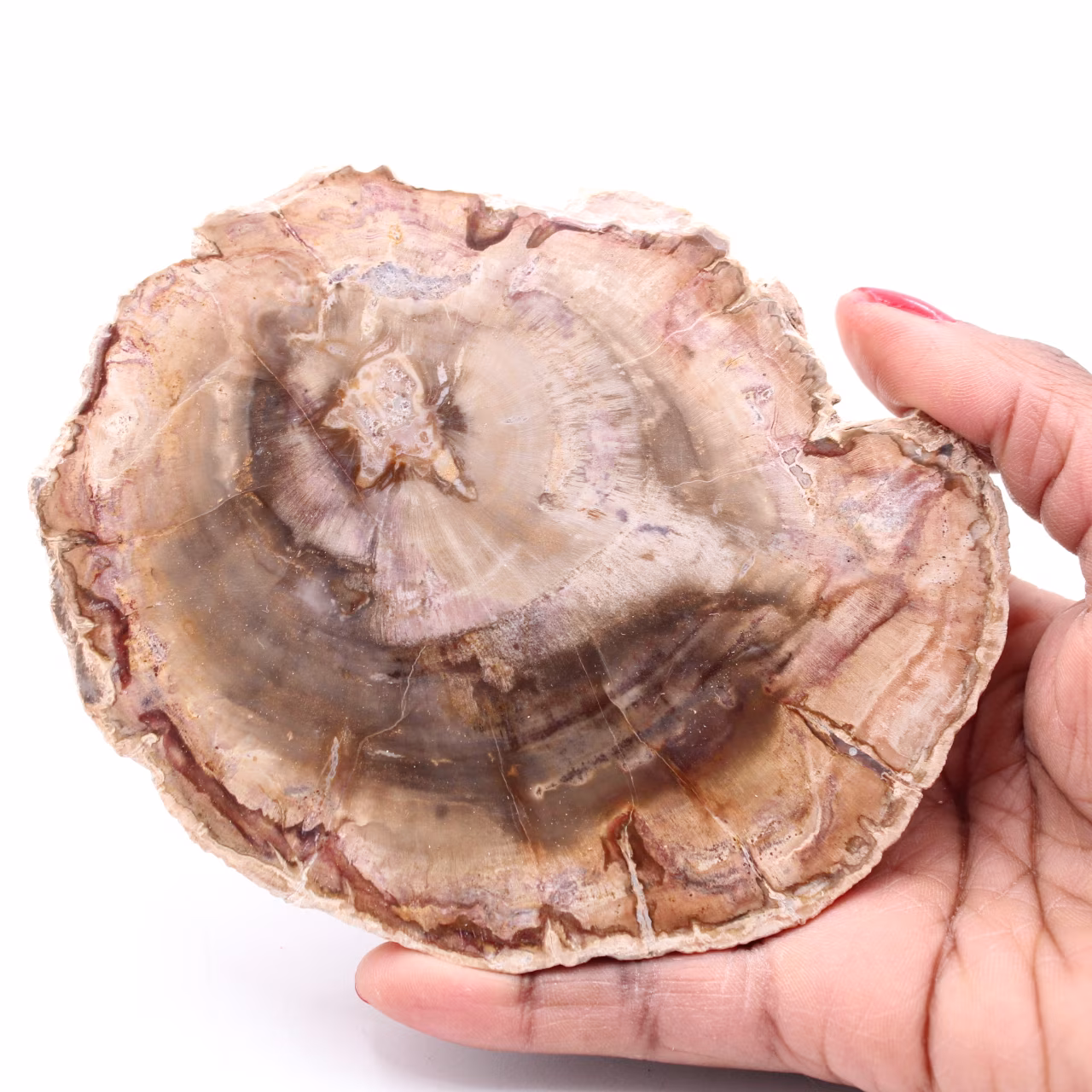 Fatia de madeira fóssil petrificada