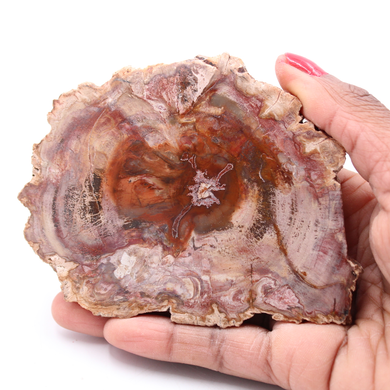Fatia de madeira fóssil petrificada
