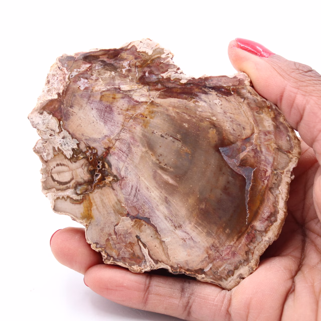 Fatia de madeira fóssil petrificada