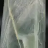 Prisma garnierita de Madagascar - 5