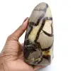 Septaria polida - 0