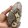 Septaria polida - 0