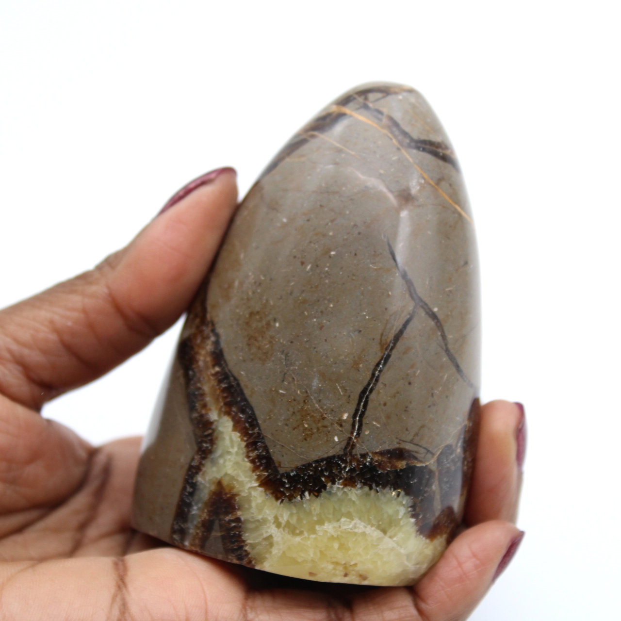 Septaria polida