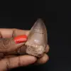 Dente fóssil de Mosassaur do Marrocos - 0