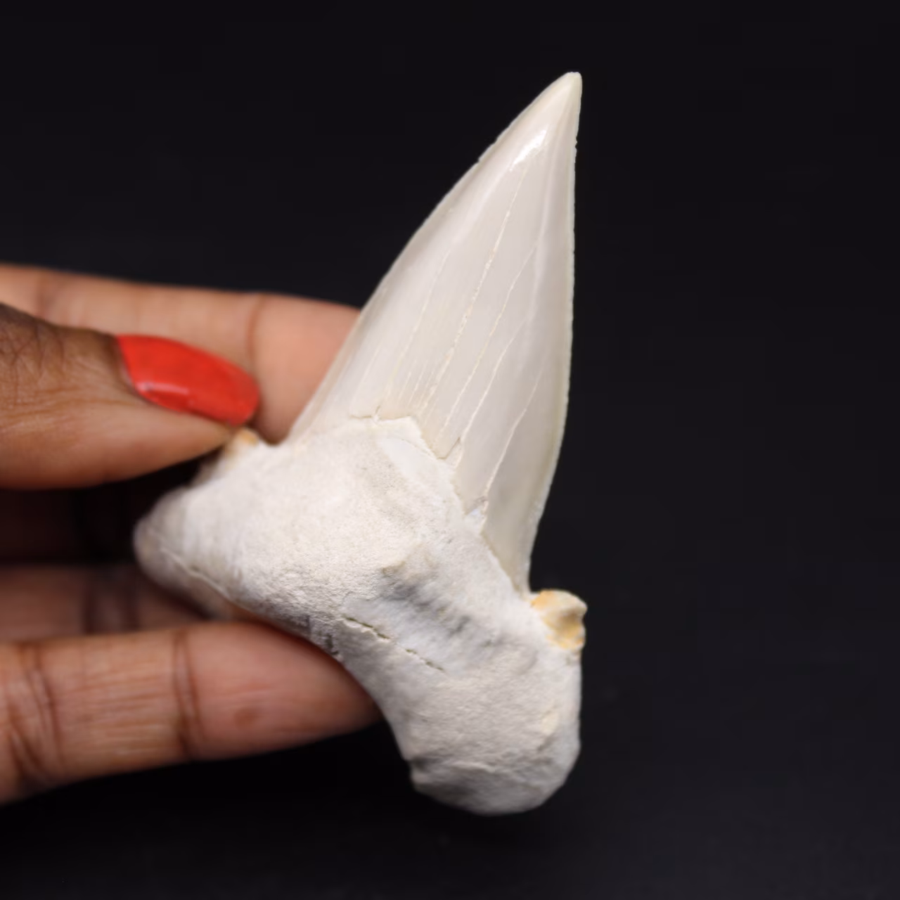 Espécime de dente fóssil de tubarão