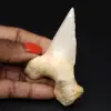 Espécime de fóssil de dente de tubarão - 0