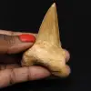 Dente fossilizado de tubarão Otodus obliquus - 0