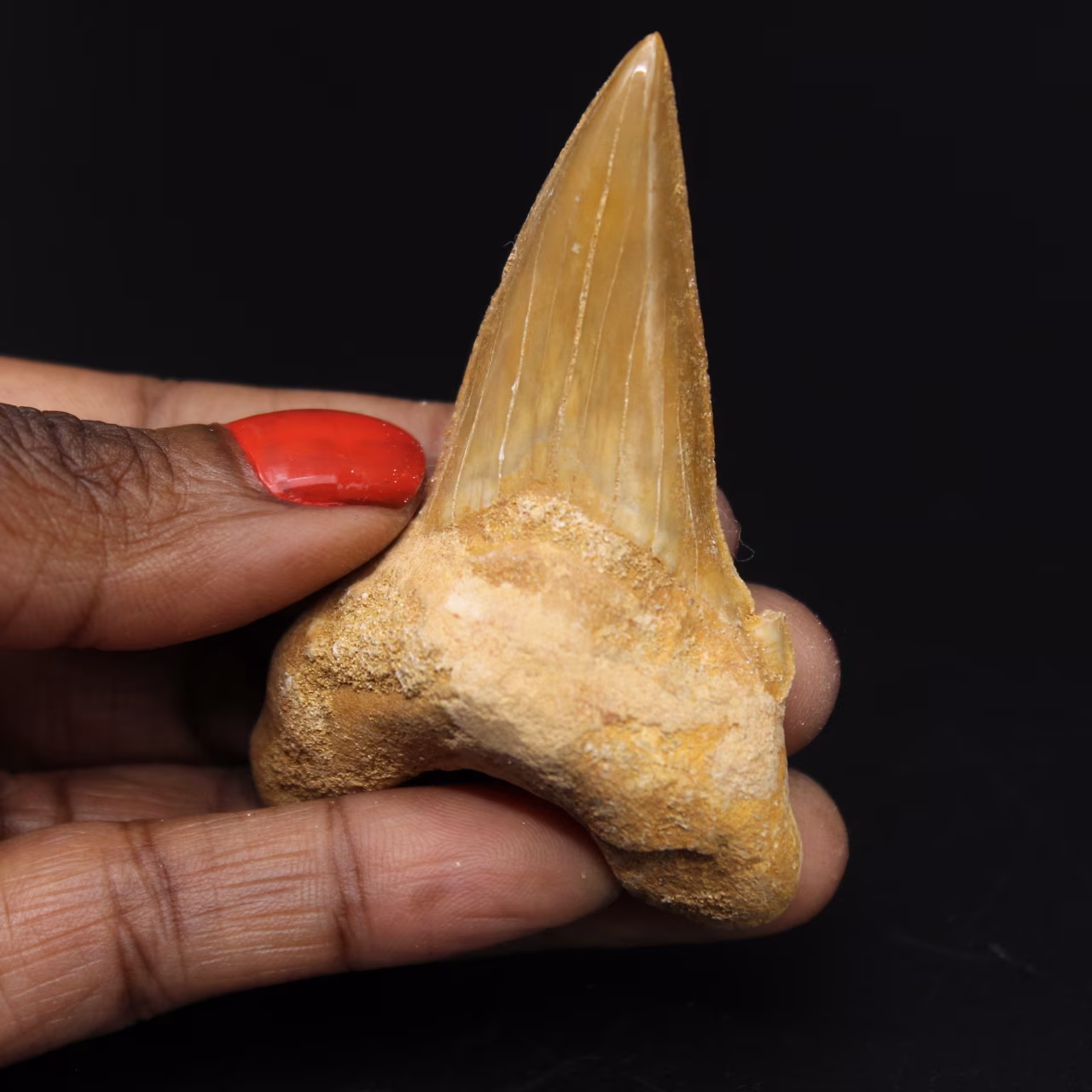 Dente fossilizado de tubarão Otodus obliquus