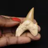 Dente fóssil Otodus obliquus - 0