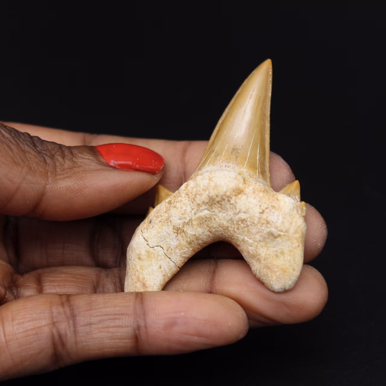 Dente fóssil Otodus obliquus