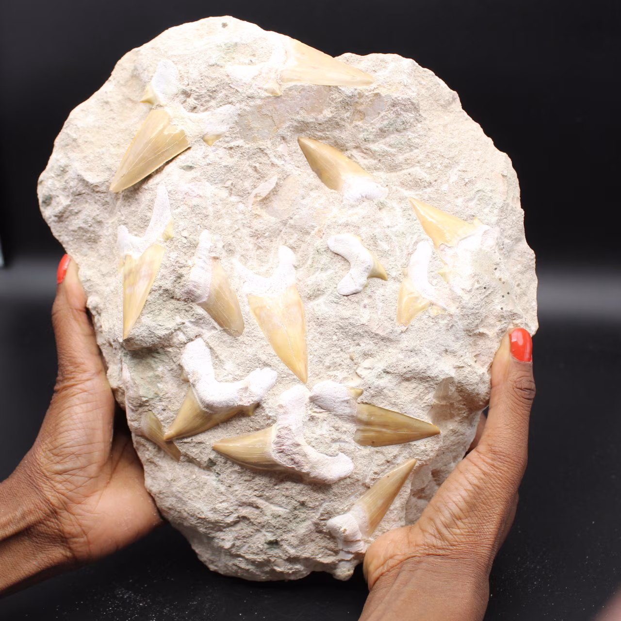 Matriz com 14 dentes de tubarão fossilizados