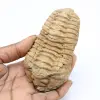 Fóssil de trilobita - 0