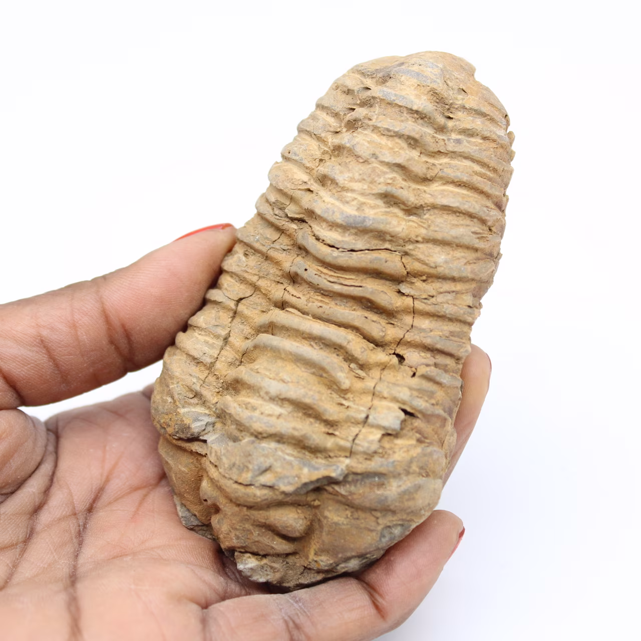 Fóssil de trilobita