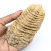 Trilobita fóssil - 0