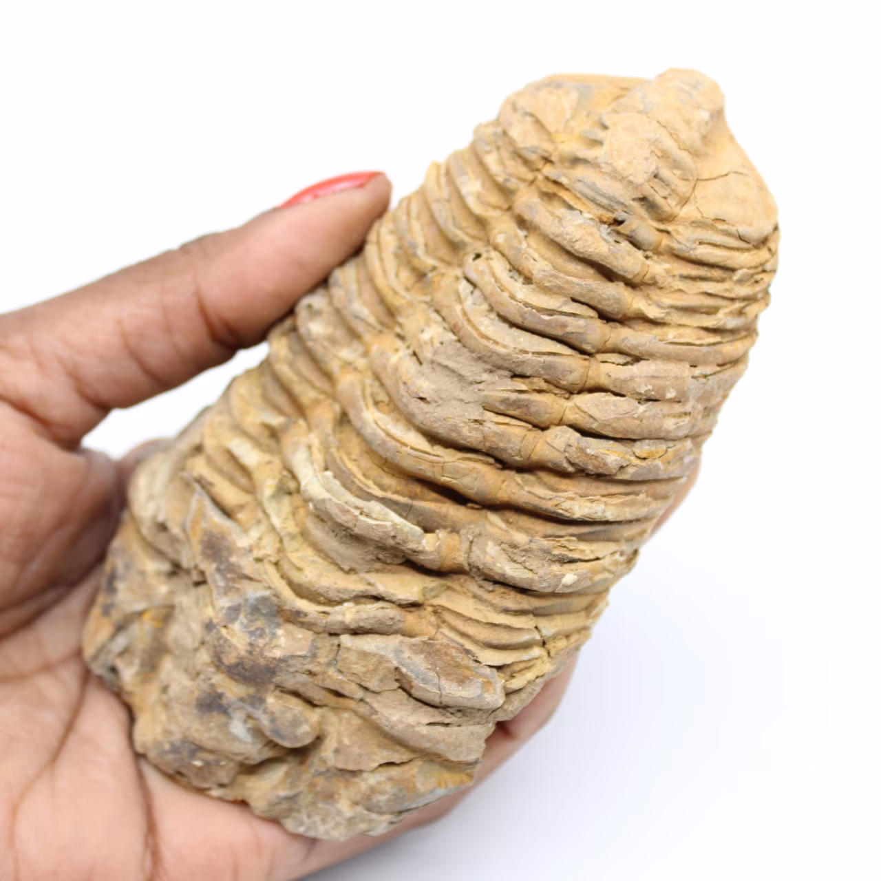 Trilobita fóssil