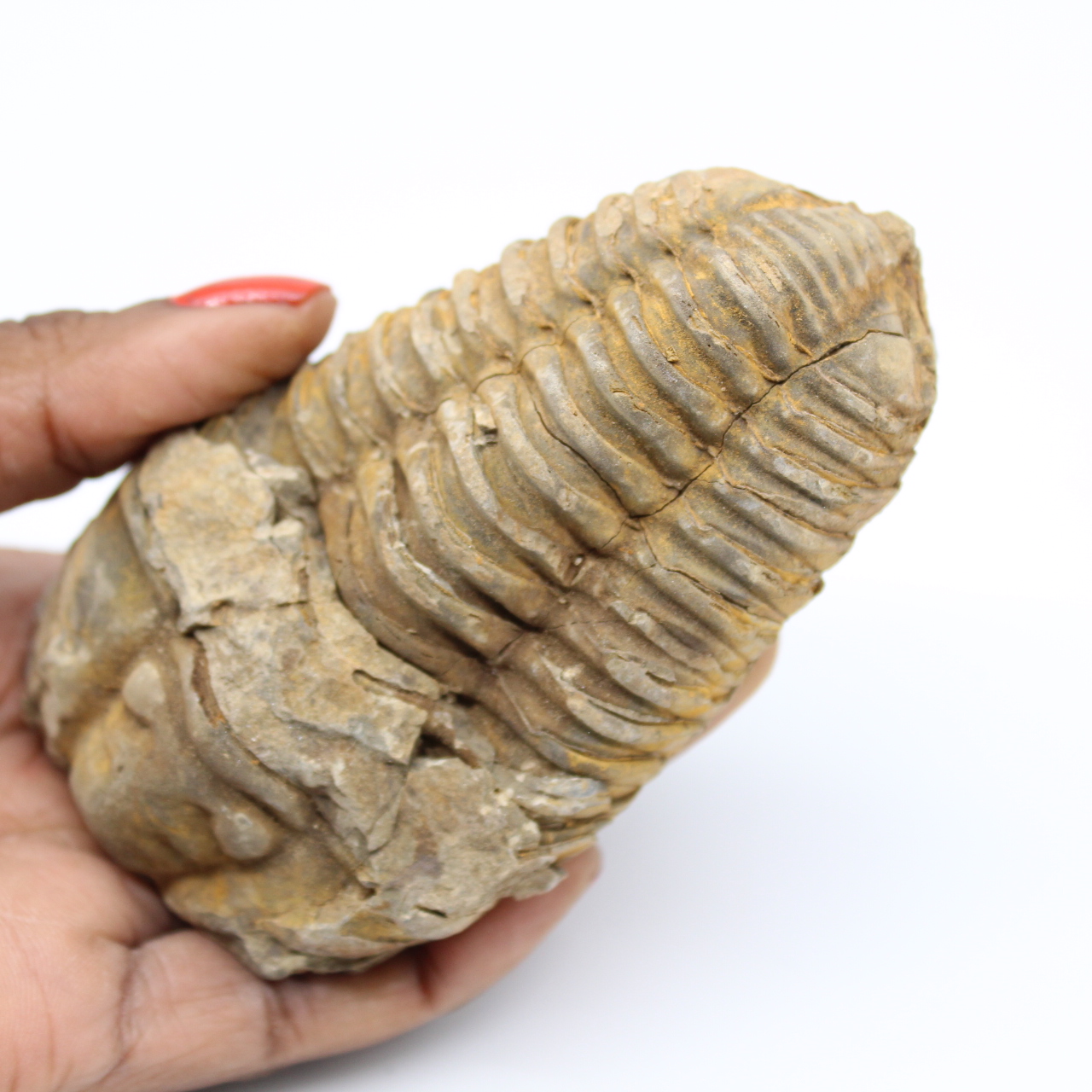 Fóssil de Marrocos trilobita