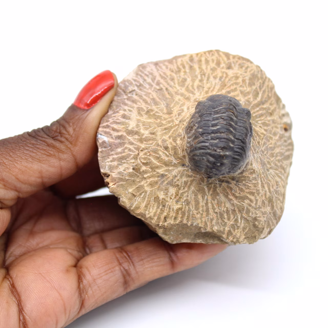 Trilobite em matriz de Marrocos
