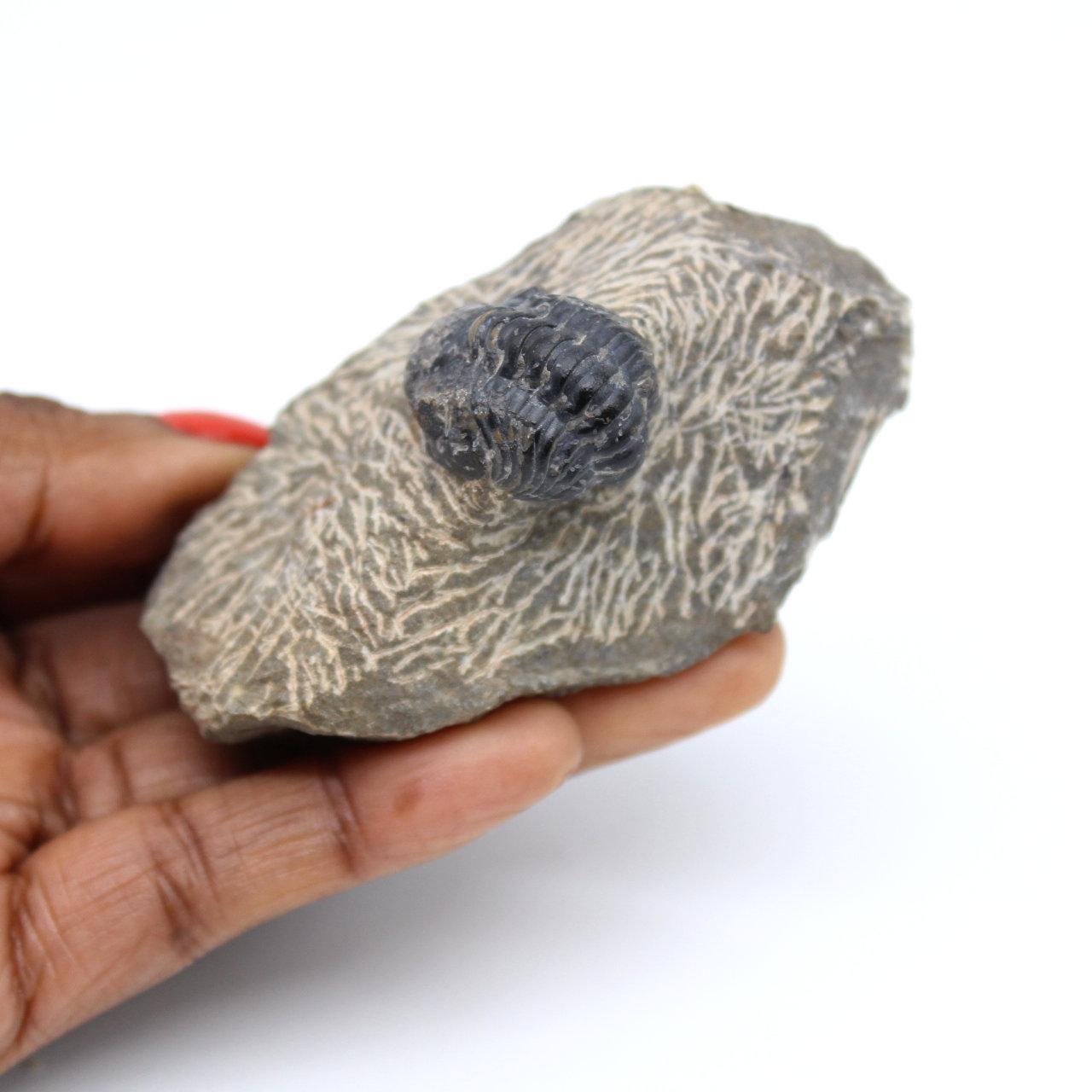 Trilobita fossilizada em matriz de Marrocos