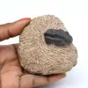Fóssil de trilobita na matriz - 0