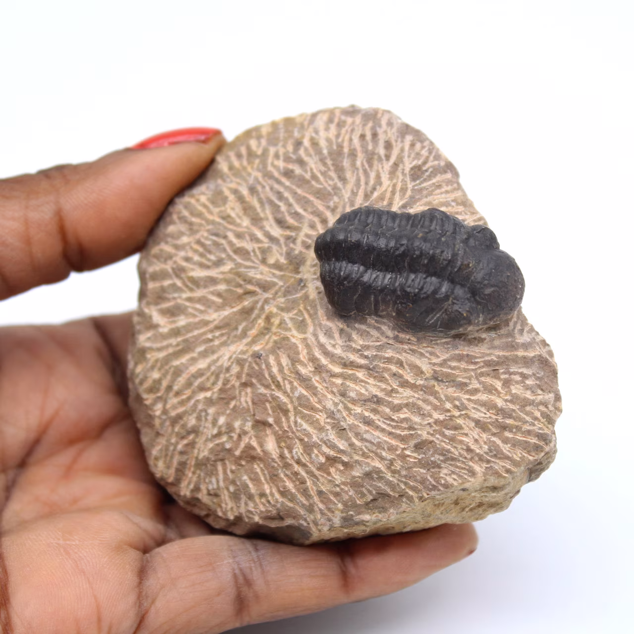 Fóssil de trilobita na matriz